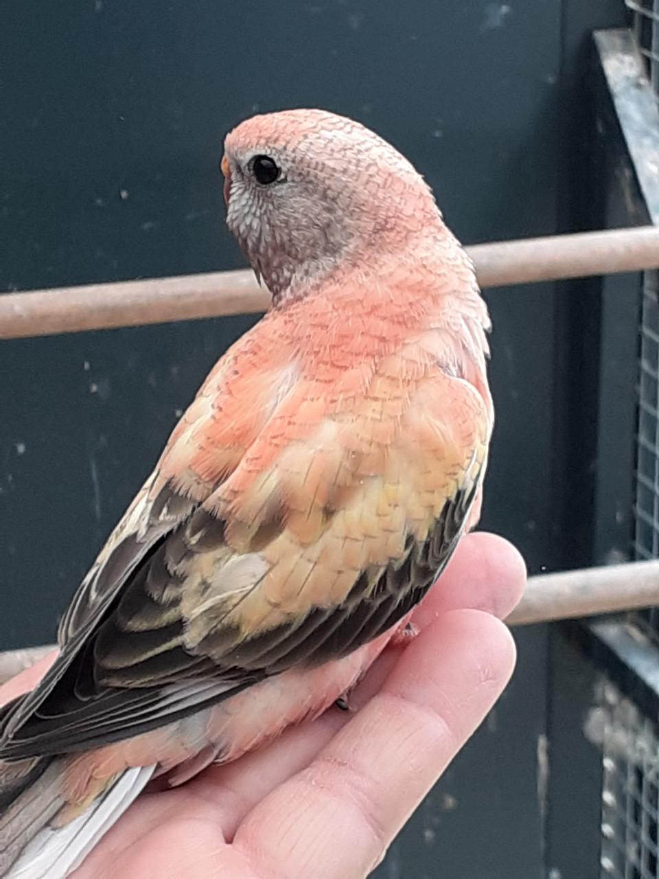 3 jonge roze bourkes