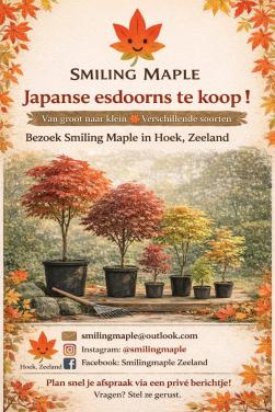 Japanse esdoorn boom Acer palmatum