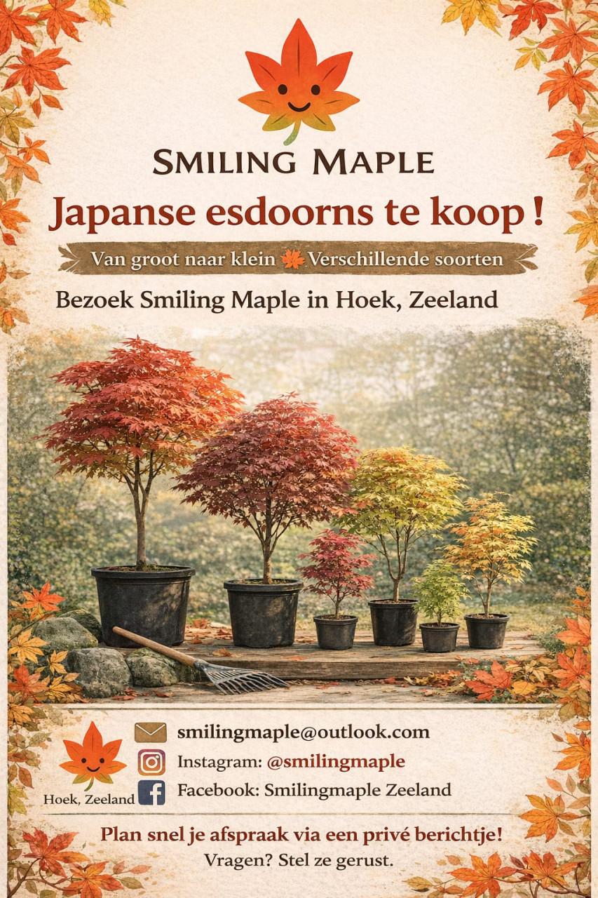 Japanse esdoorn boom Acer palmatum