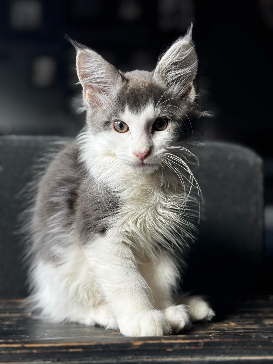 5 maine coon kittens mogen vanaf 12 sept weg.