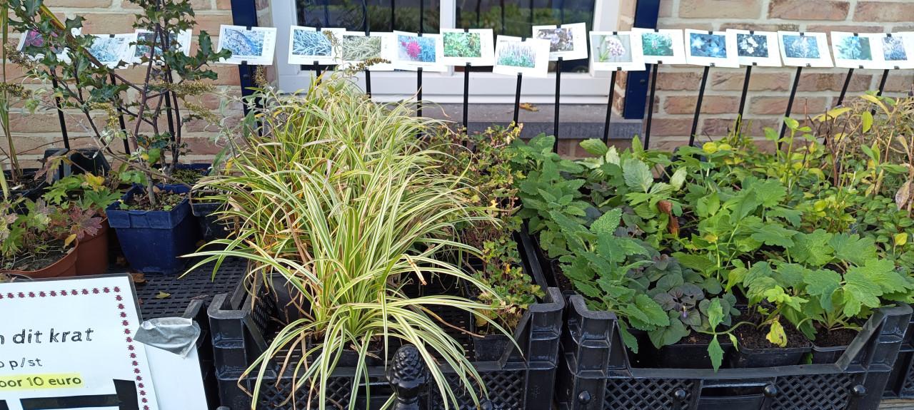 Het plantenkraampje sluit op 1 november ! Kom nog snel even langs...