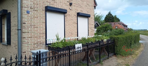 Vaste planten, vlinder,- en bijenplanten in het plantenkraam €1,25 p/st.