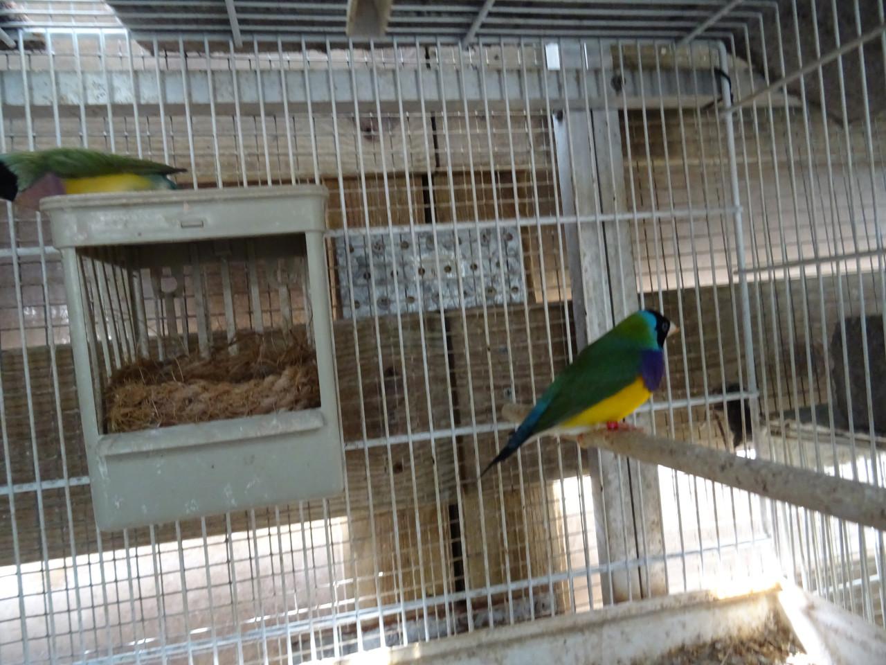 TE KOOP TWEE KOPPELS GOLDSAMEDINES BROEDRIJP GERINGD SP/BL