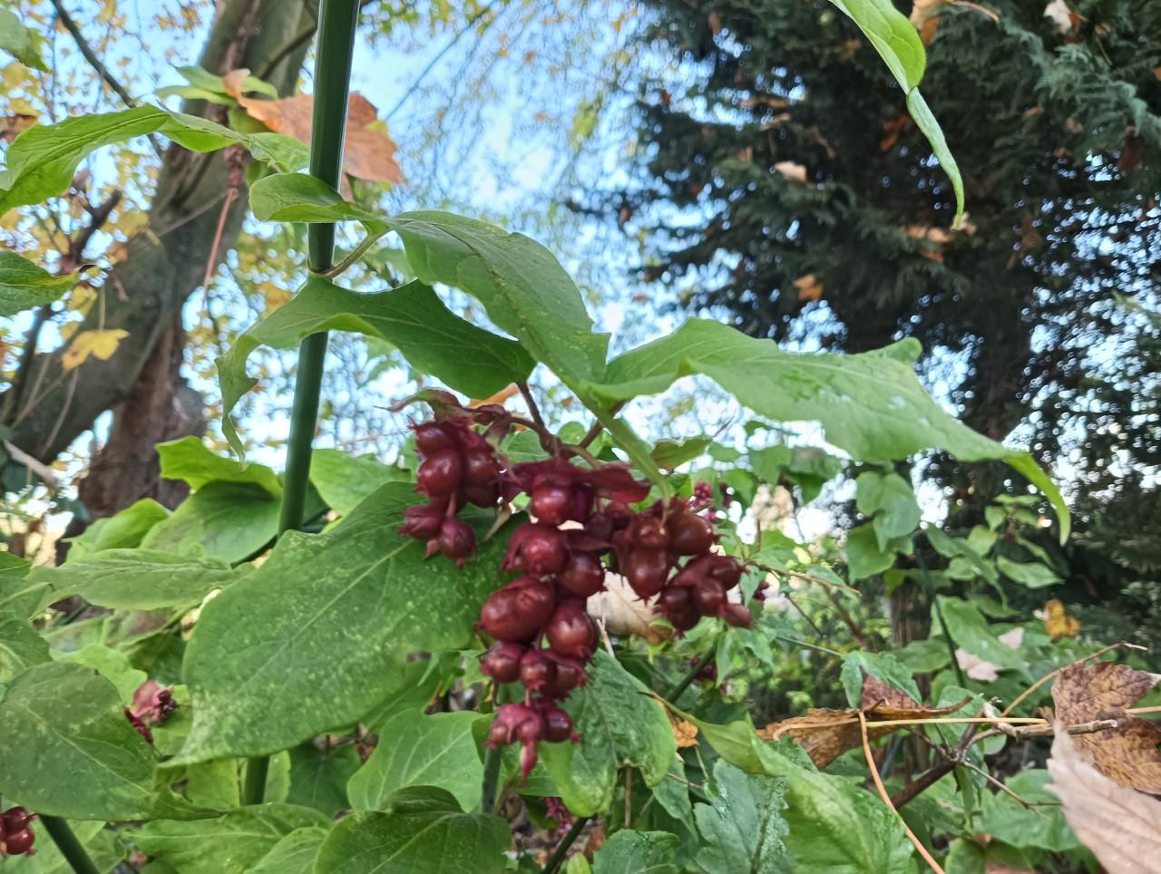 Wildplukwinterwandeling