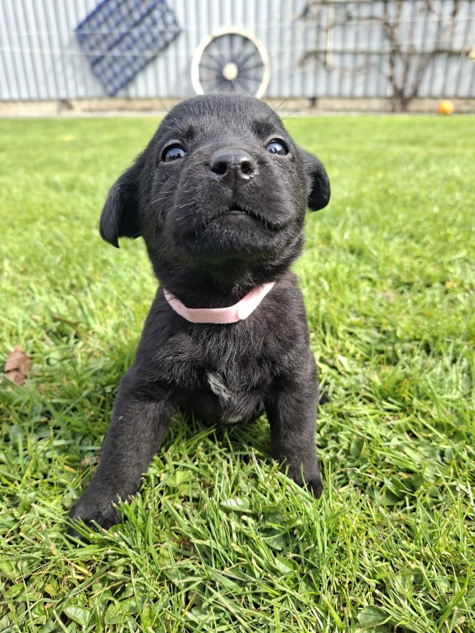 Puppy’s gekruisd met Labrador