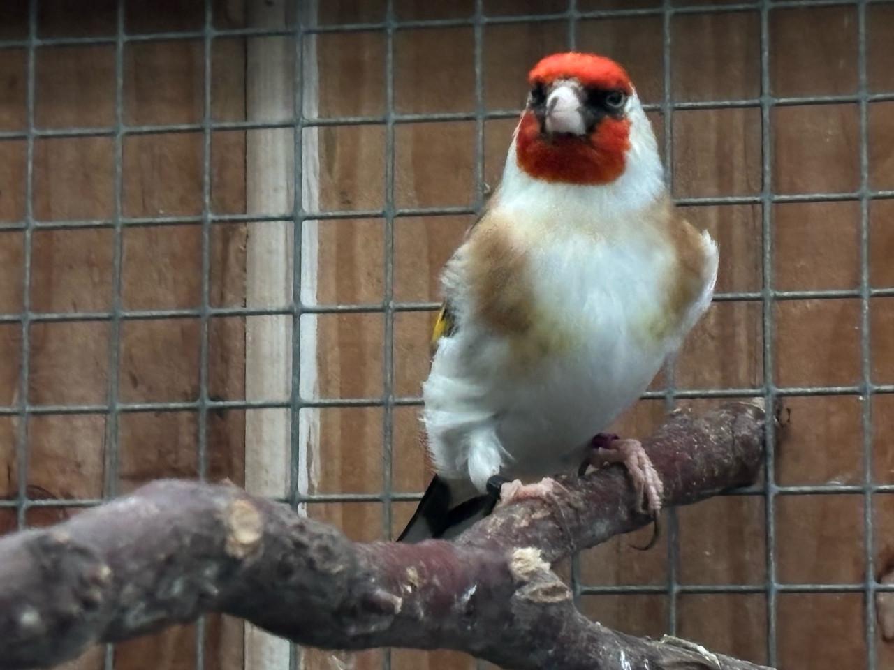 Distelvink putter major man