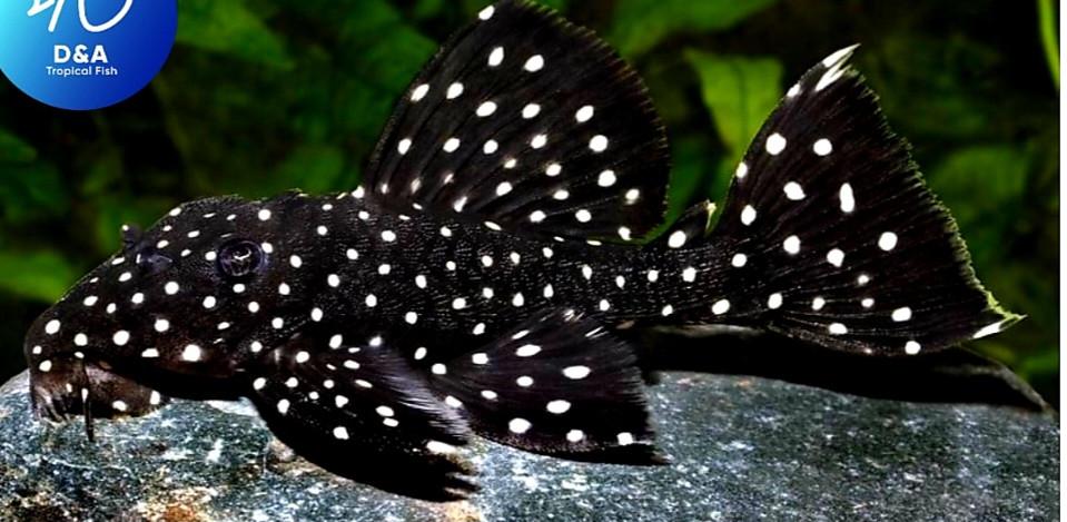 L240 pleco trio