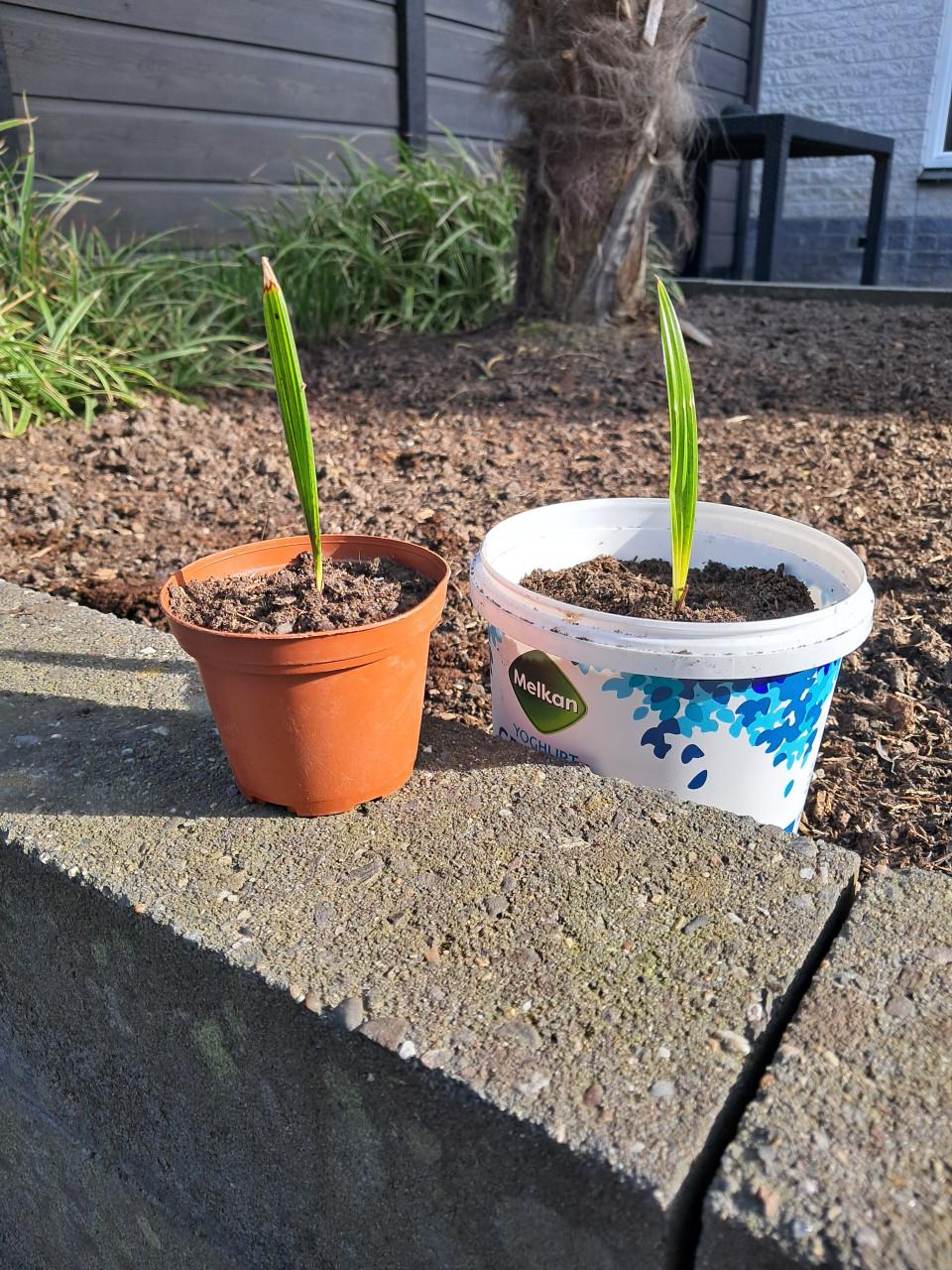 Zaailingen van palmboom