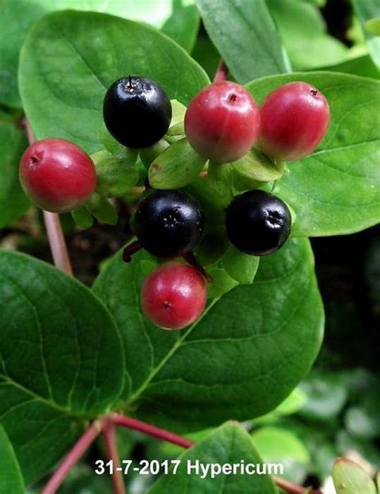 3  Hertshooi  / Hypericum Androsaemum struikjes.