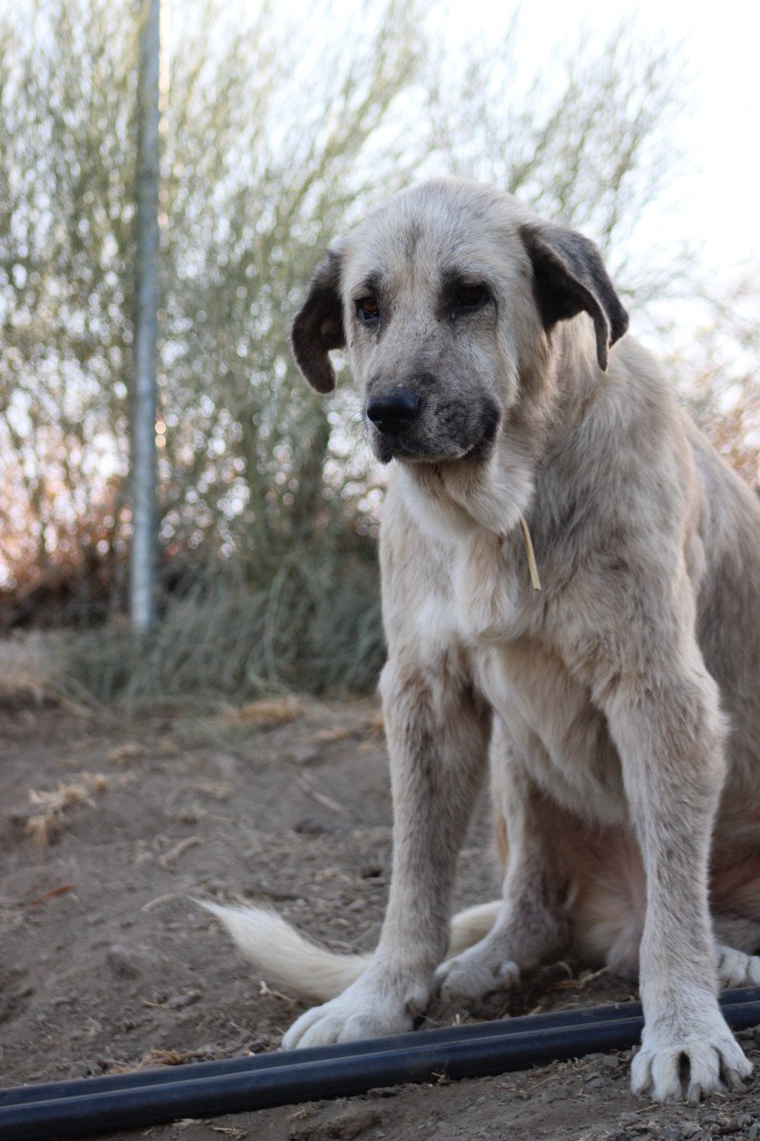 Alora Dog Rescue: Logan, grote knuffelbeer zoekt een baasje