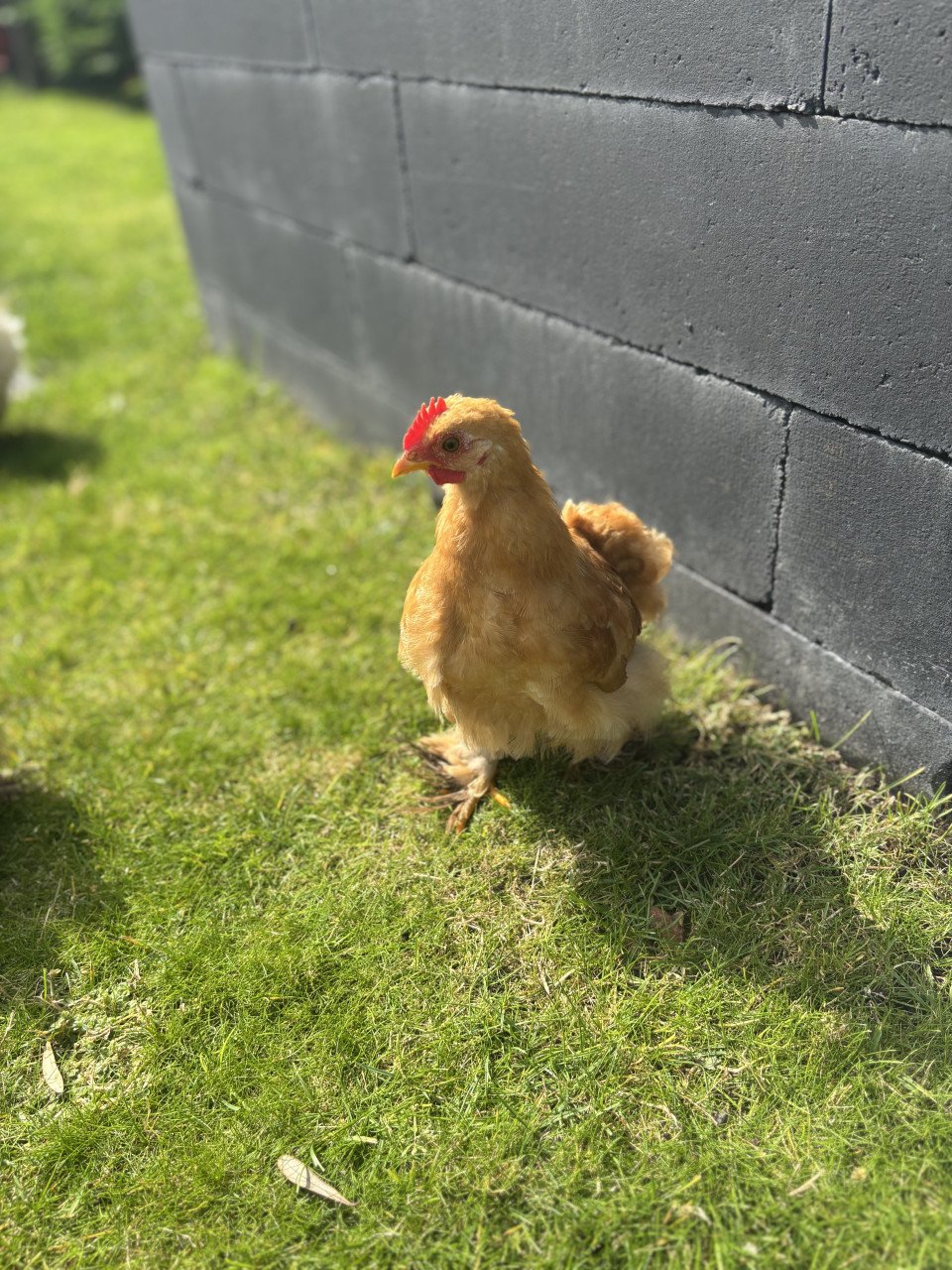 2 jonge cochin krielen