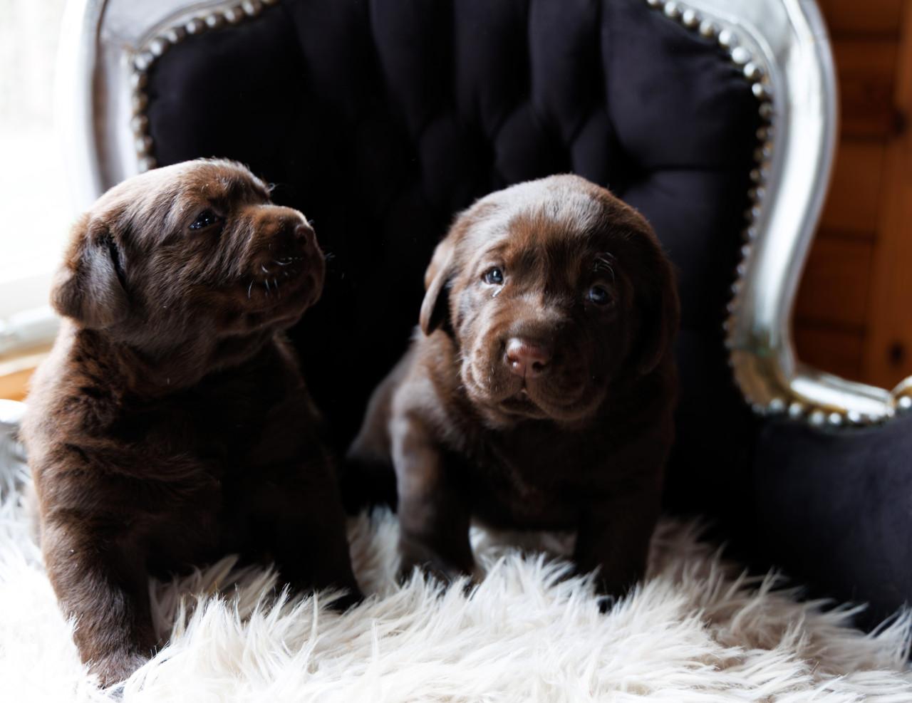 Chocolade Bruine Labrador Pups