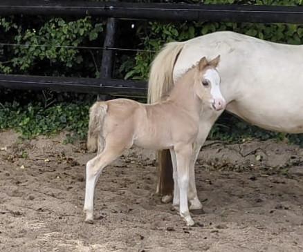 Bruine Welsh A hengst - 3 jaar