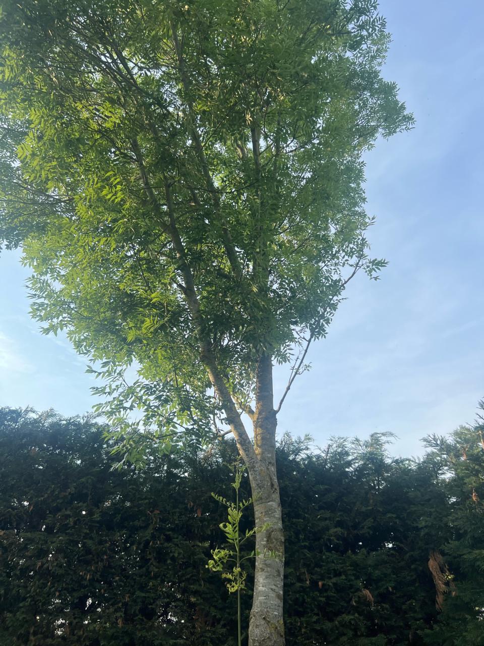 Open haard hout - terneuzen