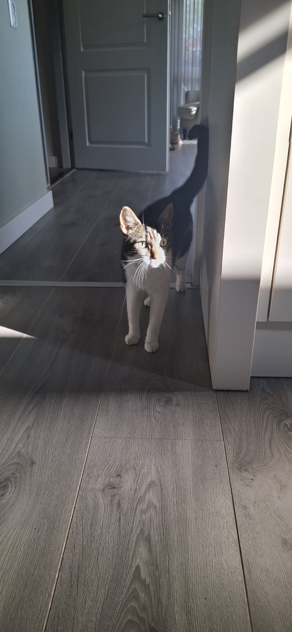 Muizenvanger aangeboden,  poes