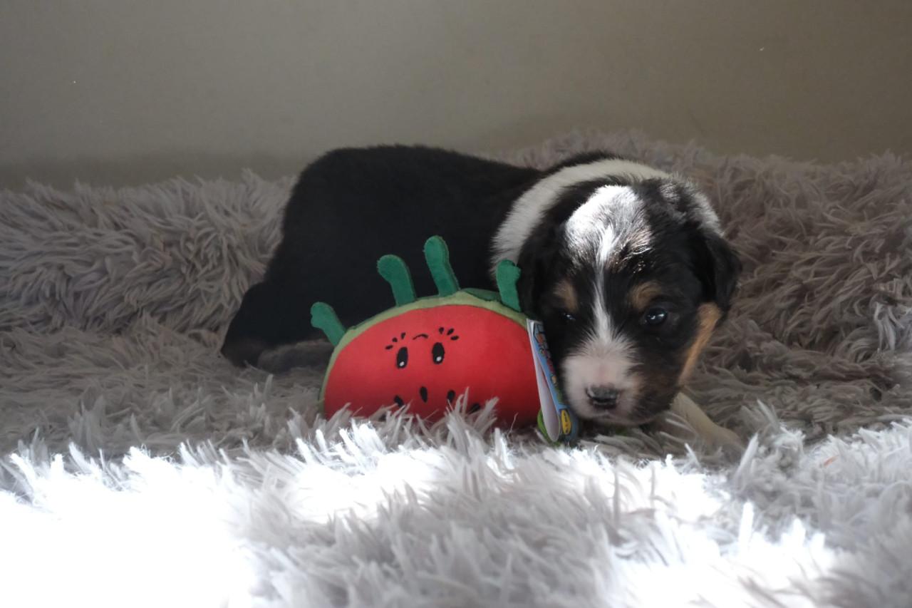 Australian shepherd pups met stamboom uit geteste ouders!!