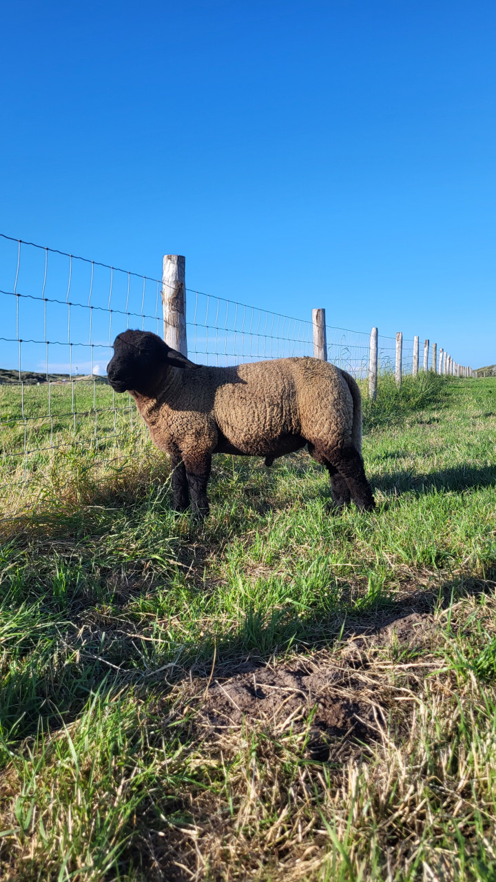 Suffolk ramlammeren