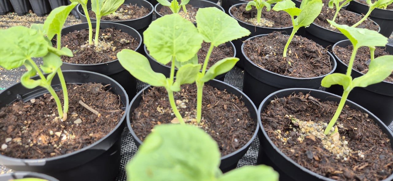 Meloen planten de 5 beste soorten