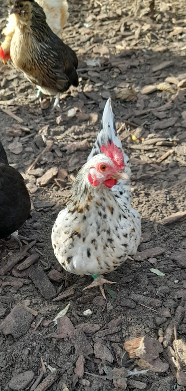 2 serama hennetjes 2025