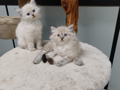 2 prachtige Ragdoll kittens beschikbaar (2 poesjes)