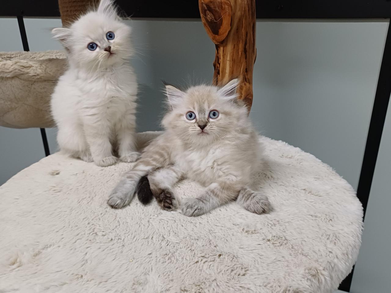 2 prachtige Ragdoll kittens beschikbaar (2 poesjes)