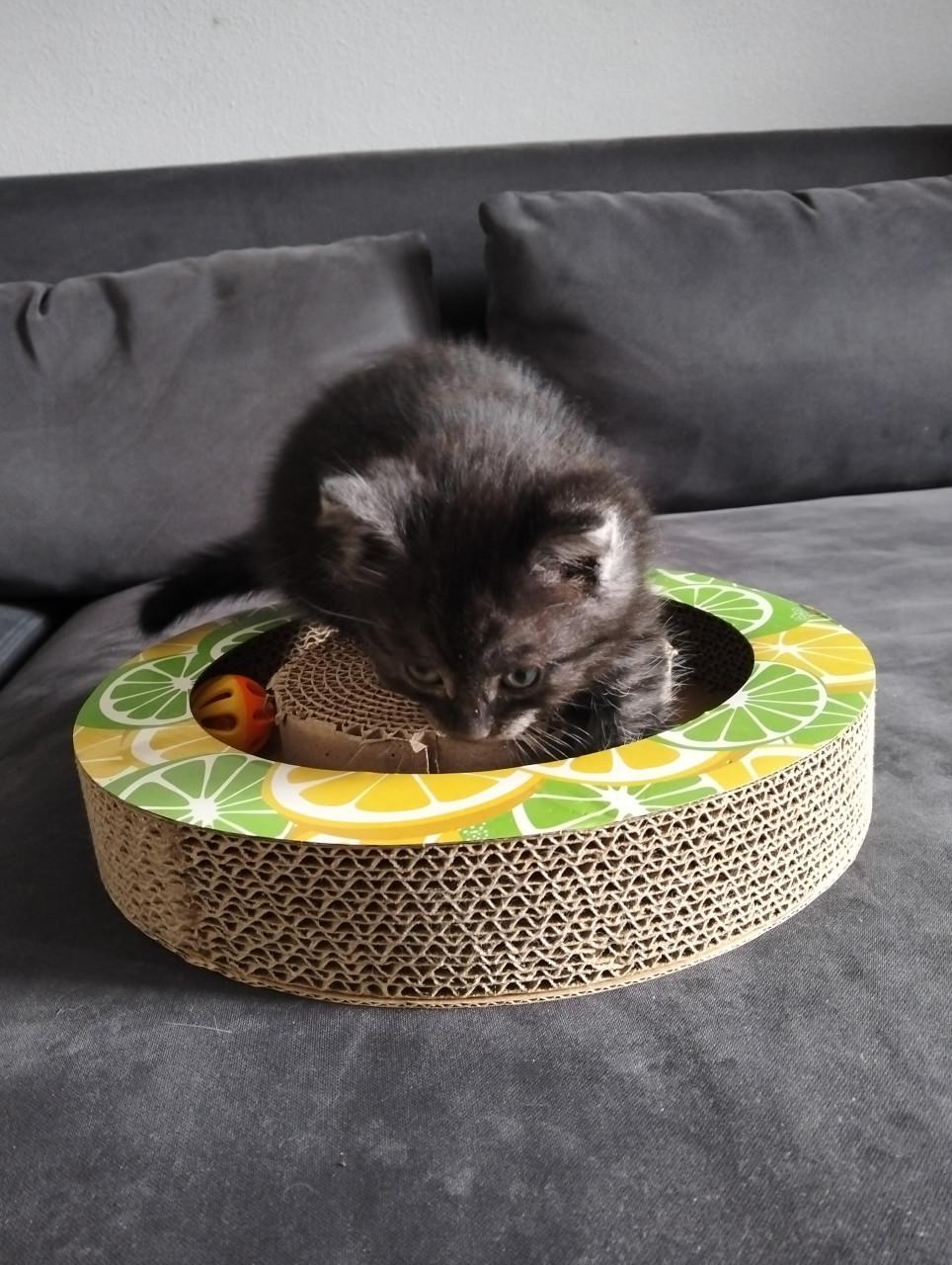 Kitten - mannetje