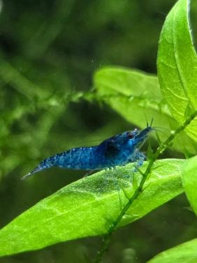 Blue velvet garnalen