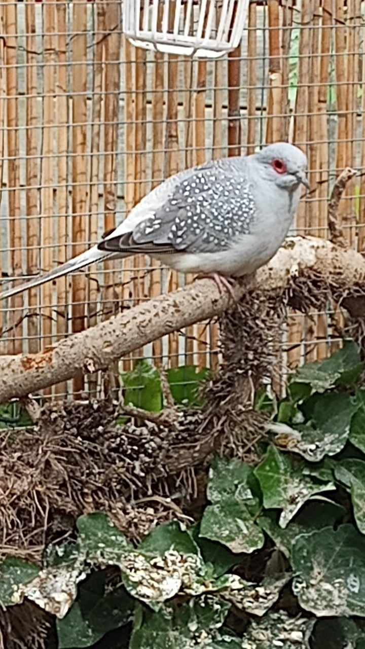 Diamantduifje man
