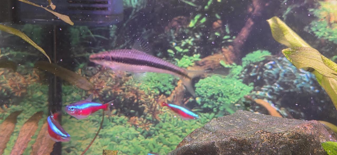 Siamese algeneters