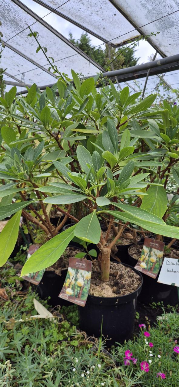 Tuinplanten assortiment bio