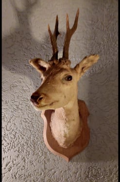 Hertenkop