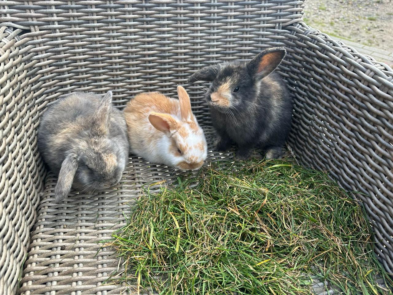 Te koop jonge konijnen