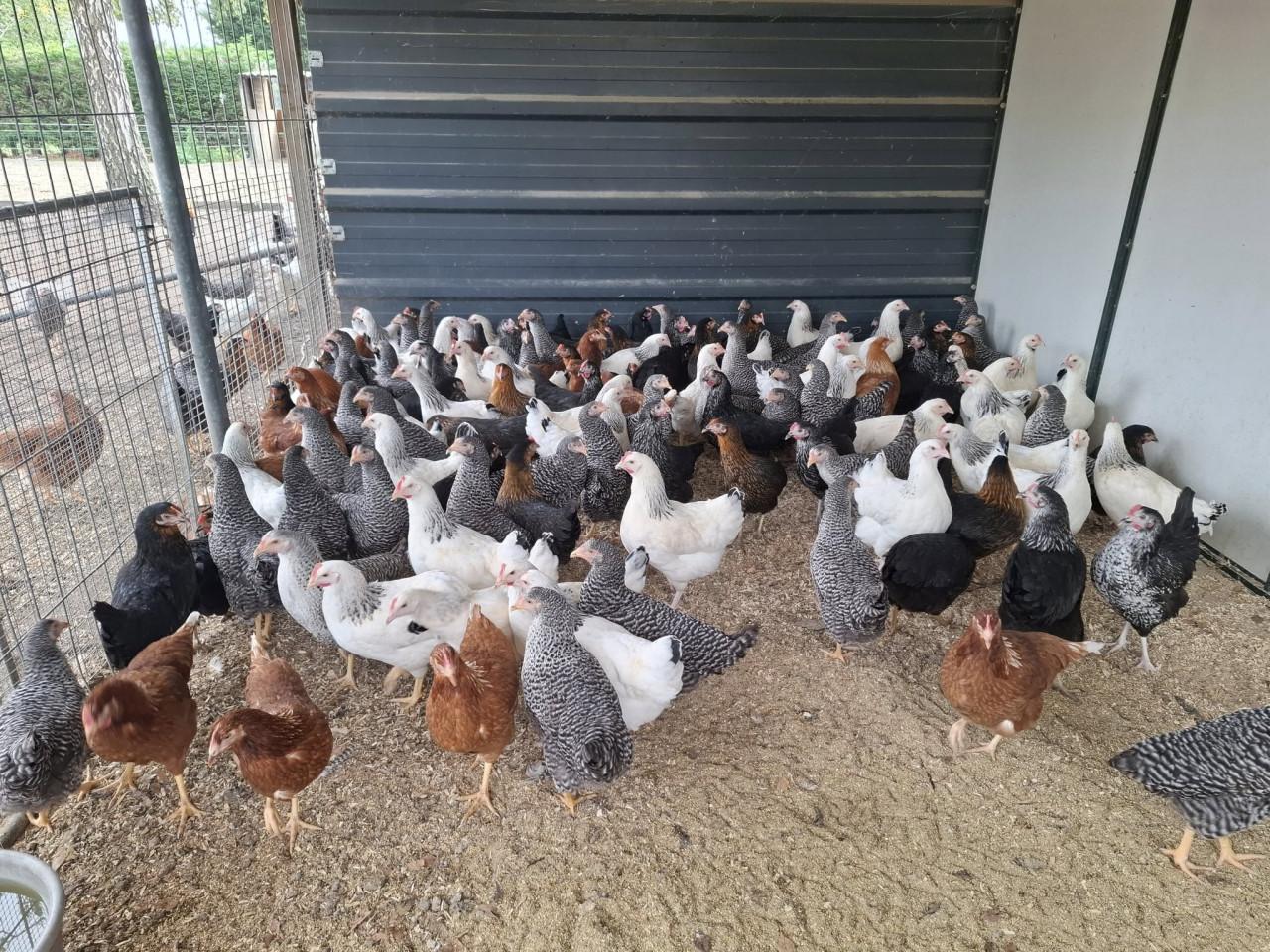 Grote keuze leghennen, sier- en krielkippen