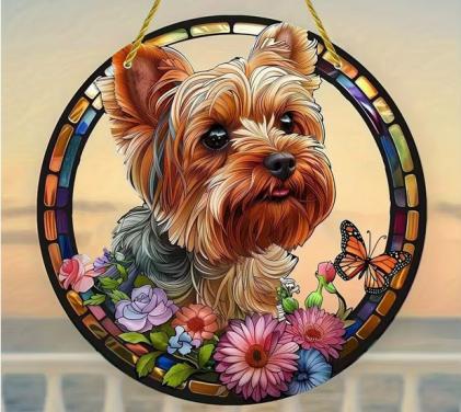 Raamhanger Yorkshire terrier