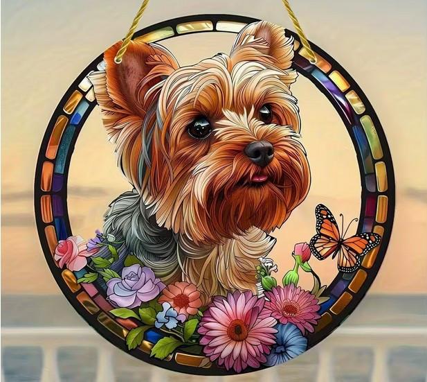 Raamhanger Yorkshire terrier