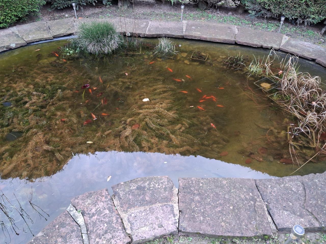 Goudvissen, waterplantjes en vijver