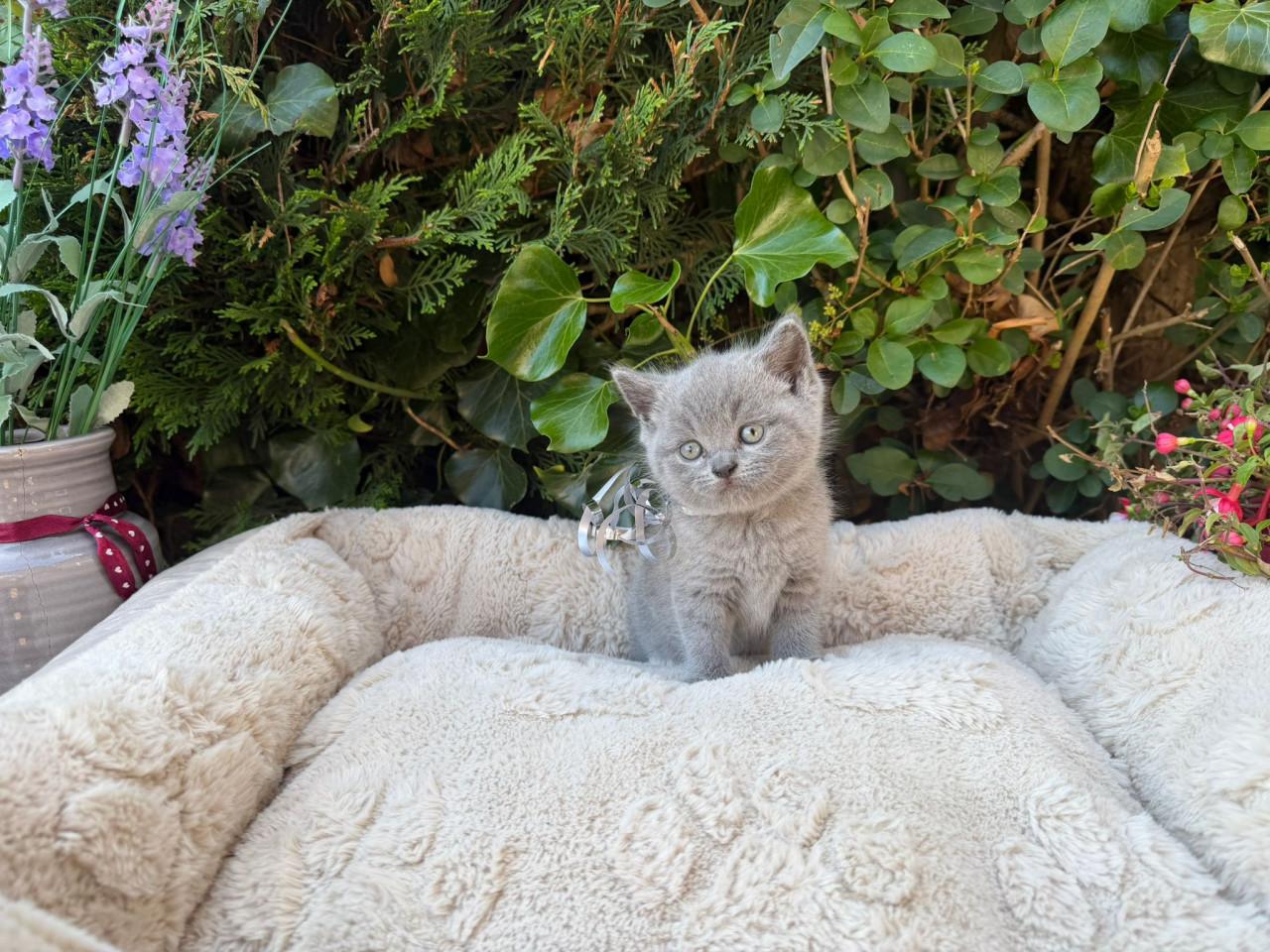 Kitten