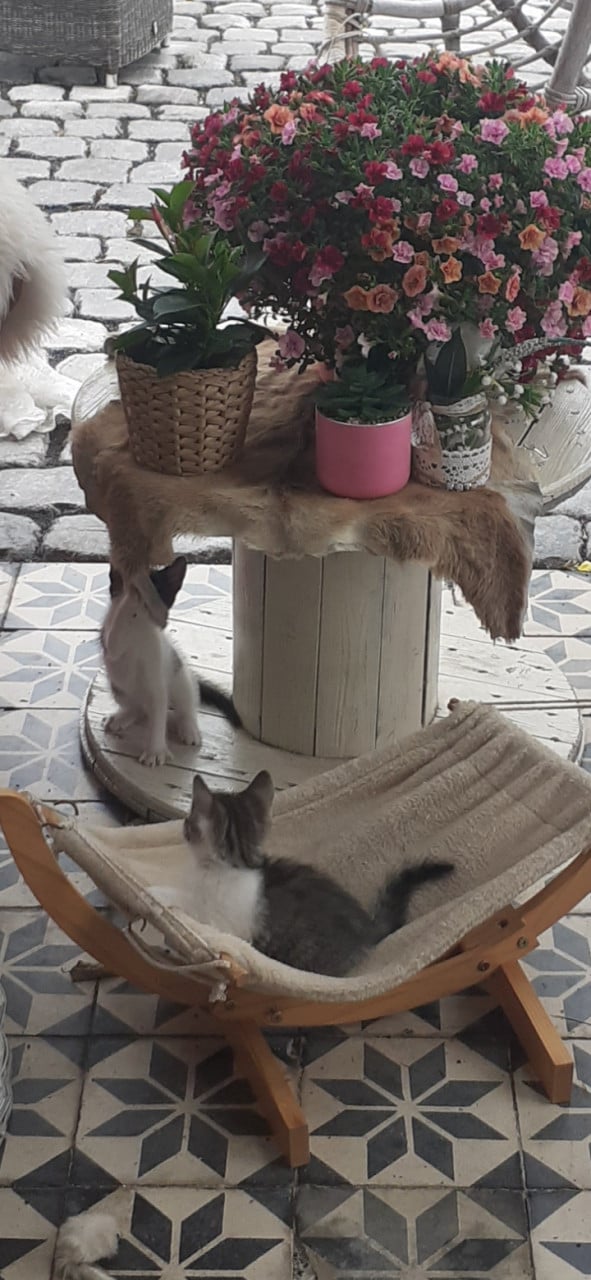 Lieve aanhankelijke kittens ❣