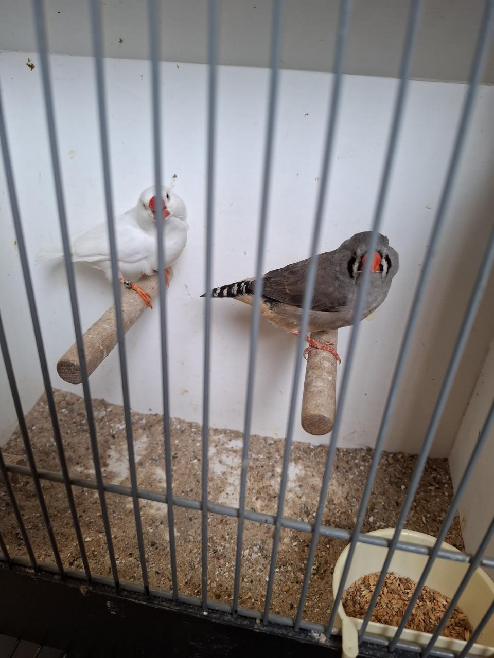 Grote zebravinken  ( onverwant.)
