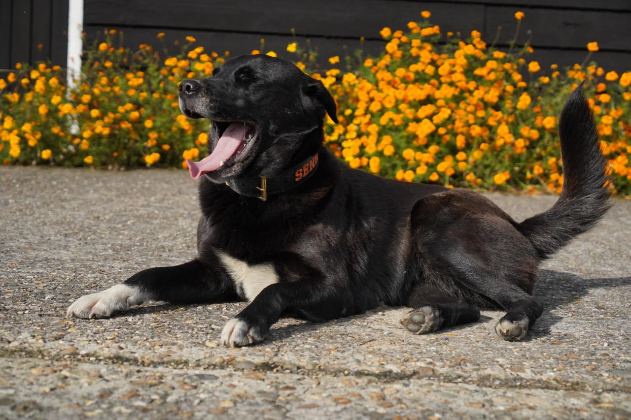 Puppy’s te koop - gekruising Labrador