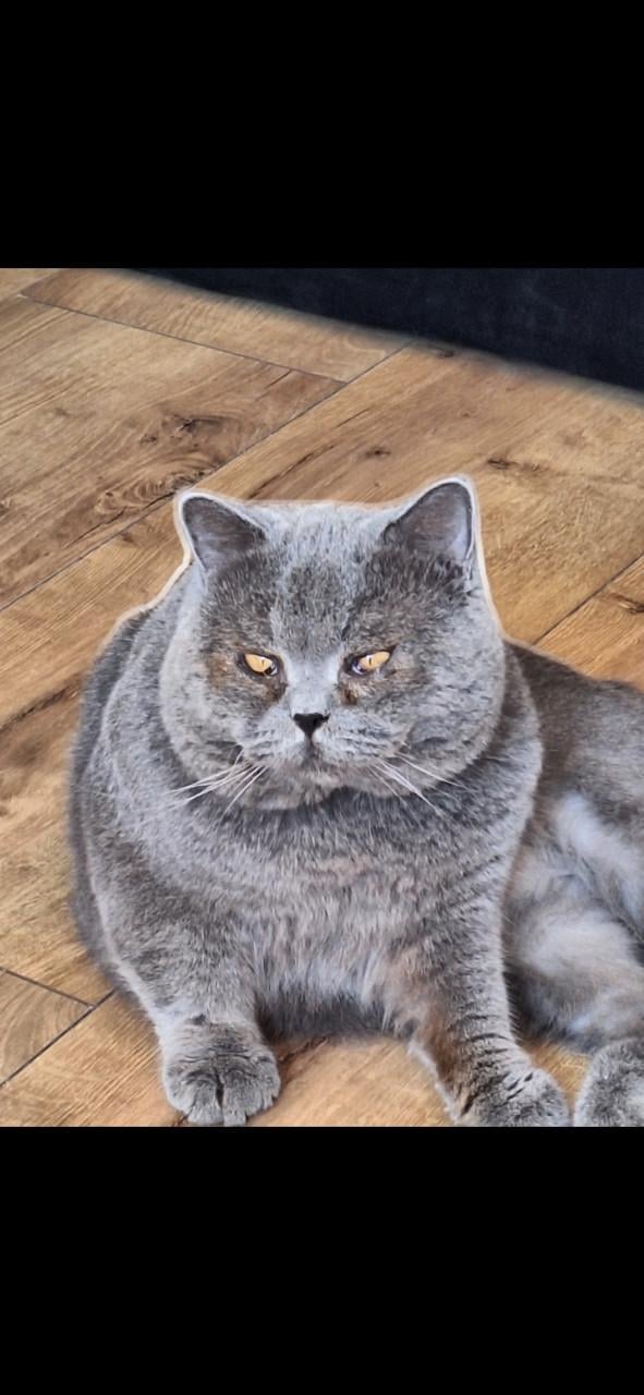 Vermist Katter