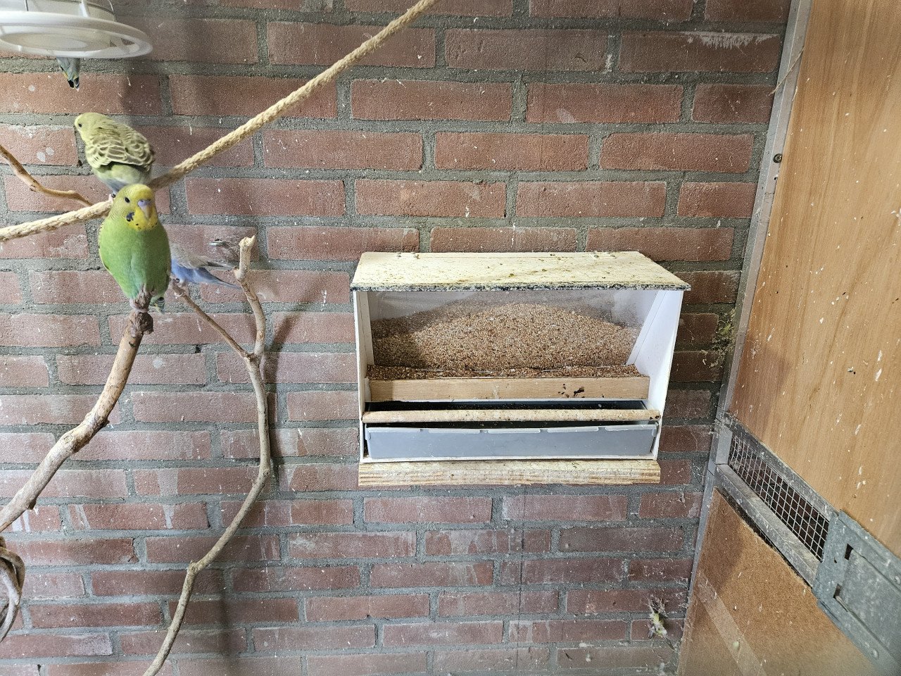 Kooien