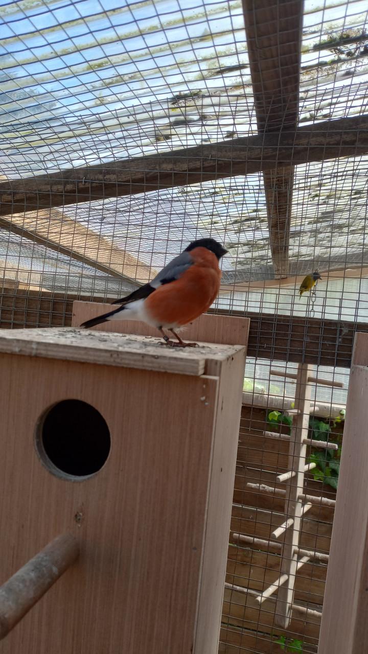 Noordse goudvink man