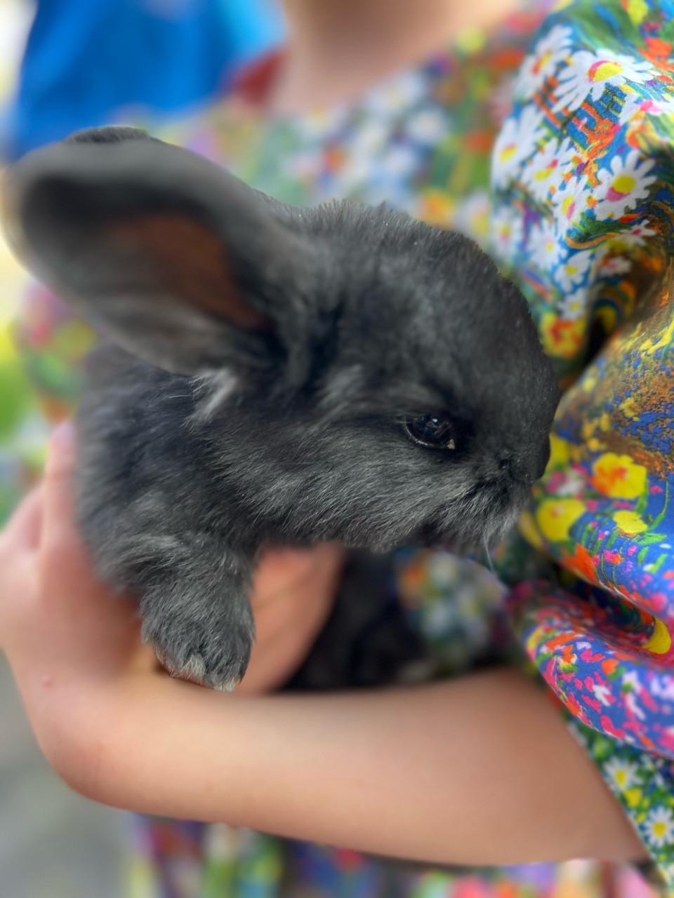 Jonge franse hangoren