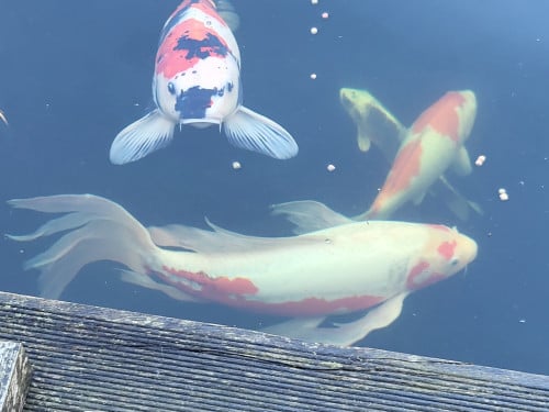 Koi's