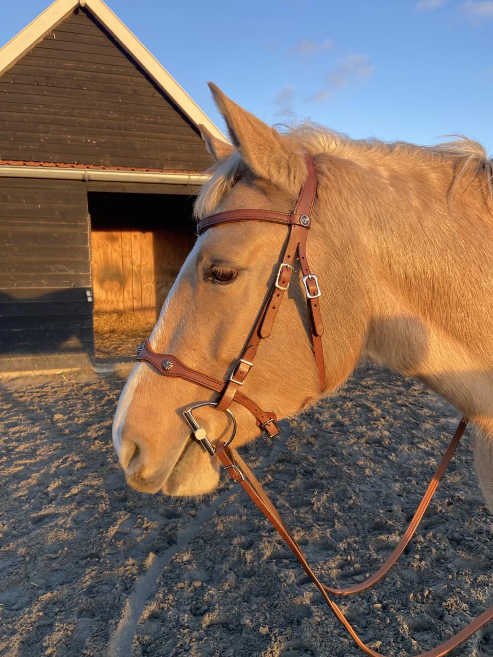 Deuber el Campo zadel + toebehoren en bijpassend hoofdstel