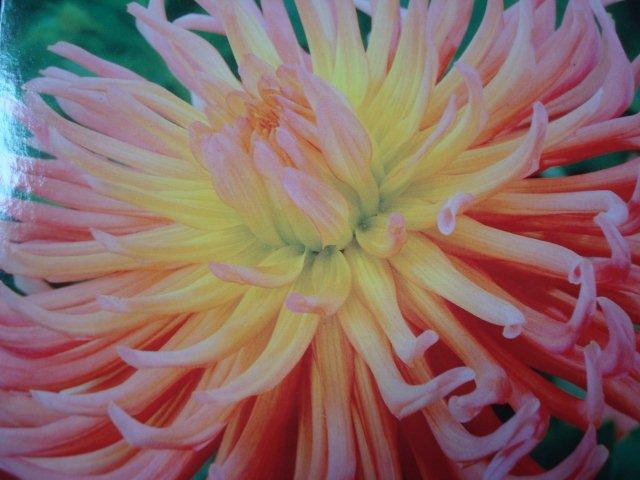 Dahlia's nog in vele soorten en kleuren, prijzen vanaf