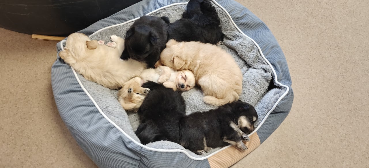 Kruising pommeriaan pups