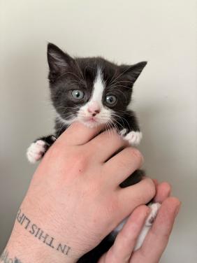 Britse korthaar/europse korthaar kittens.