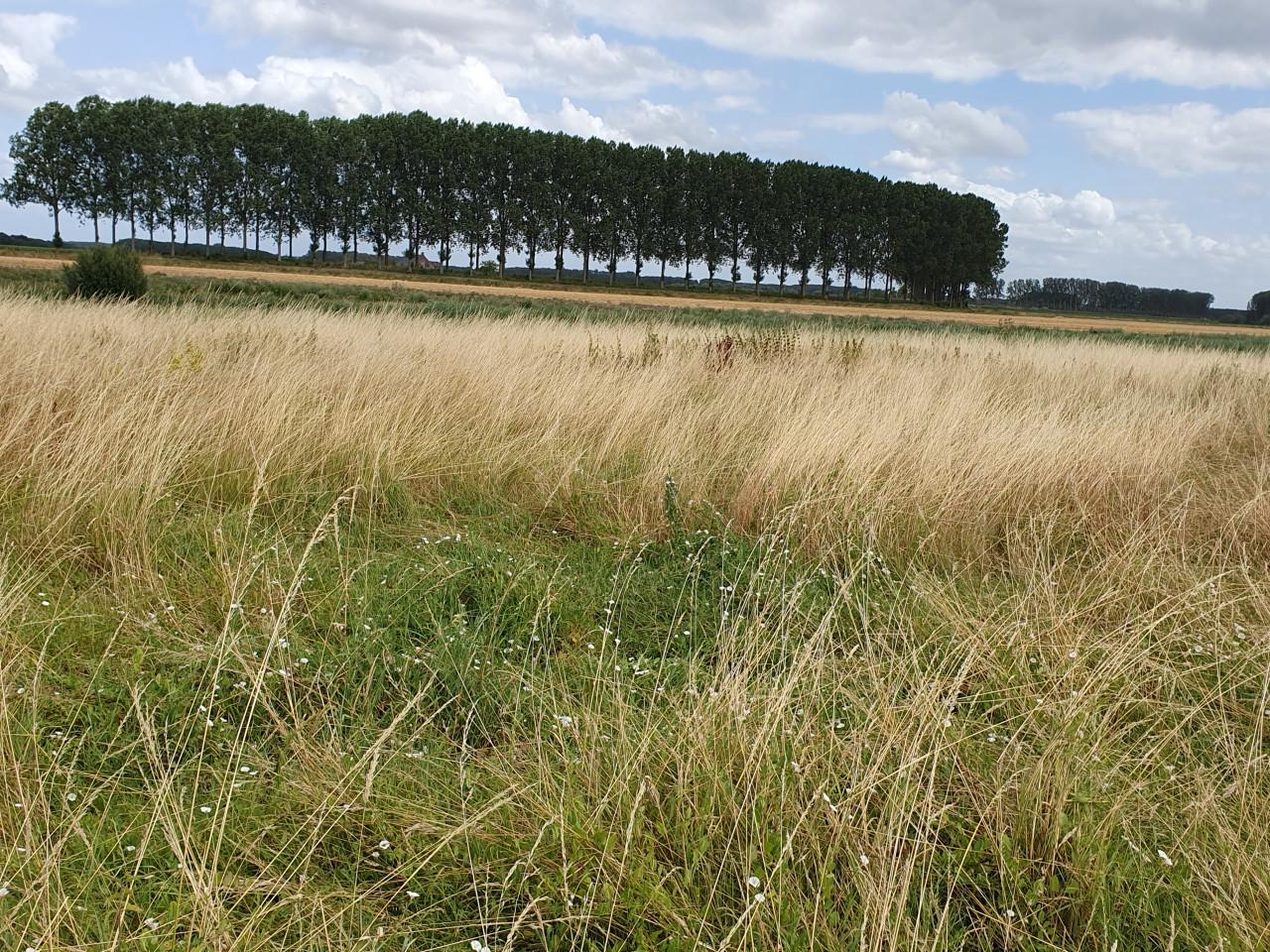Grote ronde balen natuurhooi 1e snede laag eiwt schoon, in folie gewikkeld.